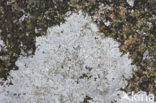 Porpidia lichen (Porpidia tuberculosa)