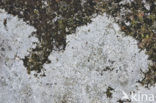 Porpidia lichen (Porpidia tuberculosa)