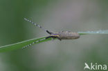 Distelbok (Agapanthia villosoviridescens)