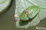 Thistle Tortoise Beetle (Cassida rubiginosa)