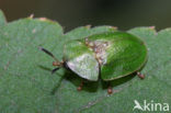 Thistle Tortoise Beetle (Cassida rubiginosa)