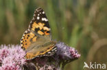 Distelvlinder (Vanessa cardui)