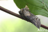 Dark Spectacle (Abrostola triplasia)