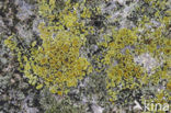 Donkerbruine schotelkorst (Rinodina gennarii)