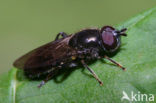 Hoverfly (Pipiza lugubris)