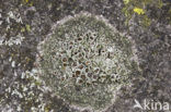 Donkere schotelkorst (Lecanora horiza)