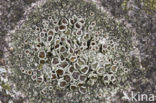 Donkere schotelkorst (Lecanora horiza)