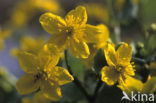 Dotterbloem (Caltha palustris)