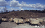 Drents heideschaap (Ovis domesticus)