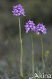 three-toothed orchid (Neotinea tridentata)