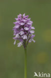 three-toothed orchid (Neotinea tridentata)