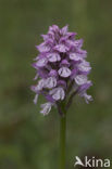 three-toothed orchid (Neotinea tridentata)