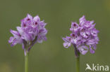 three-toothed orchid (Neotinea tridentata)