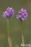 three-toothed orchid (Neotinea tridentata)