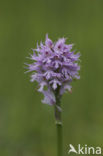 Drietandorchis (Neotinea tridentata)