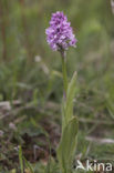 Drietandorchis (Neotinea tridentata)