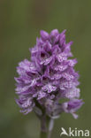 three-toothed orchid (Neotinea tridentata)