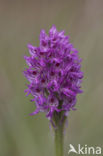 three-toothed orchid (Neotinea tridentata)