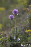 three-toothed orchid (Neotinea tridentata)