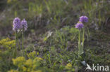 three-toothed orchid (Neotinea tridentata)