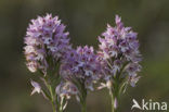 three-toothed orchid (Neotinea tridentata)
