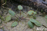 Drijvende waterweegbree (Luronium natans) 