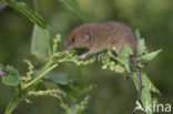 Dwergmuis (Micromys minutus)