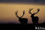 Red Deer (Cervus elaphus)