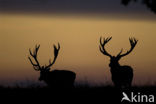 Red Deer (Cervus elaphus)