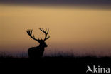 Red Deer (Cervus elaphus)