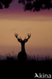 Red Deer (Cervus elaphus)
