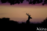 Red Deer (Cervus elaphus)