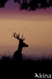 Red Deer (Cervus elaphus)