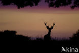 Red Deer (Cervus elaphus)