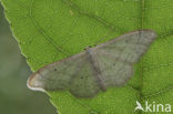 Egale stipspanner (Idaea straminata)