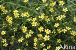 Egelboterbloem (Ranunculus flammula)