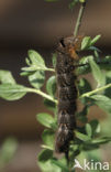 the Lappet (Gastropacha quercifolia)