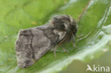 Eikenprocessierups (Thaumetopoea processionea)