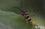 Eikenwespvlinder (Synanthedon vespiformis)