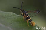 Yellow-legged Clearwing (Synanthedon vespiformis)