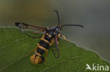 Yellow-legged Clearwing (Synanthedon vespiformis)