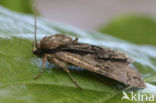 Elzenuil (Acronicta alni)