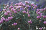 Engels gras (Armeria maritima) 