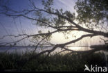 EUCC Odra Delta Nature Park