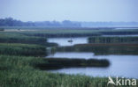 EUCC Odra Delta Nature Park