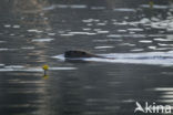 Europese bever (Castor fiber) 