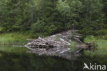 Eurasian beaver (Castor fiber)