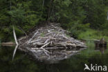 Eurasian beaver (Castor fiber)