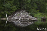 Europese bever (Castor fiber) 