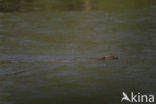 Eurasian beaver (Castor fiber)